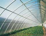 Large scale agriculture greenhouse 4